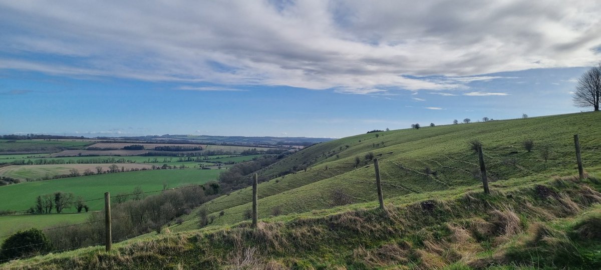 Don't you just love the tracks the cows create on the steep downland? 
A gorgeous spring morning today. Skylarks and peewits overhead.

#timeforwiltshire #visitpewseyvale #greatwesternrailway #GreatWestWay #walkersarewelcome #pewseyvale #northwessexdowns #goodforthesoul