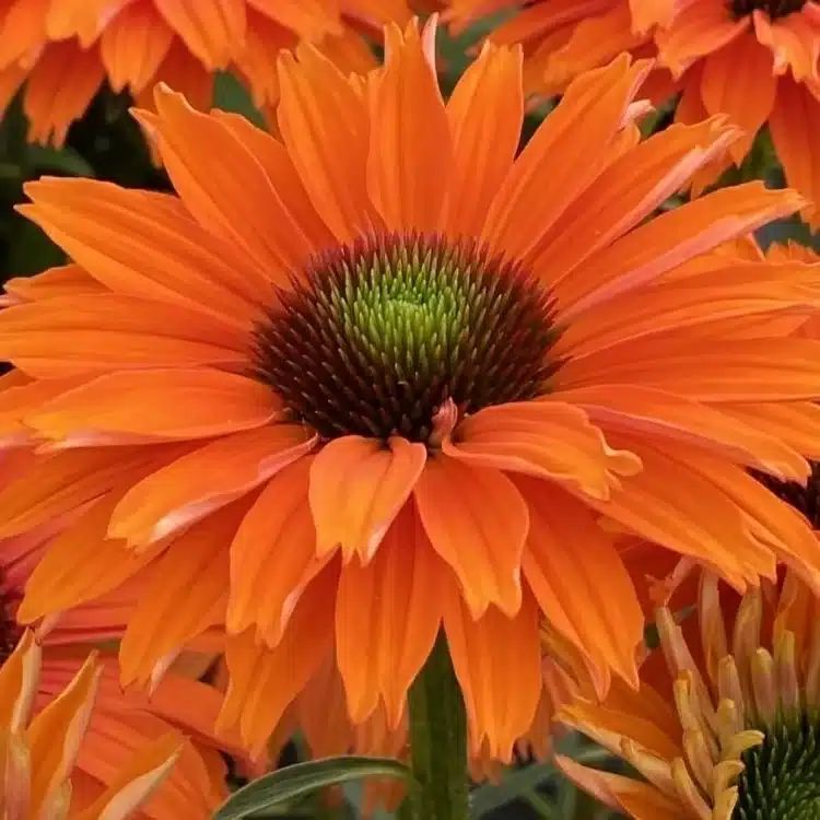 Middleton Nurseries tweet media