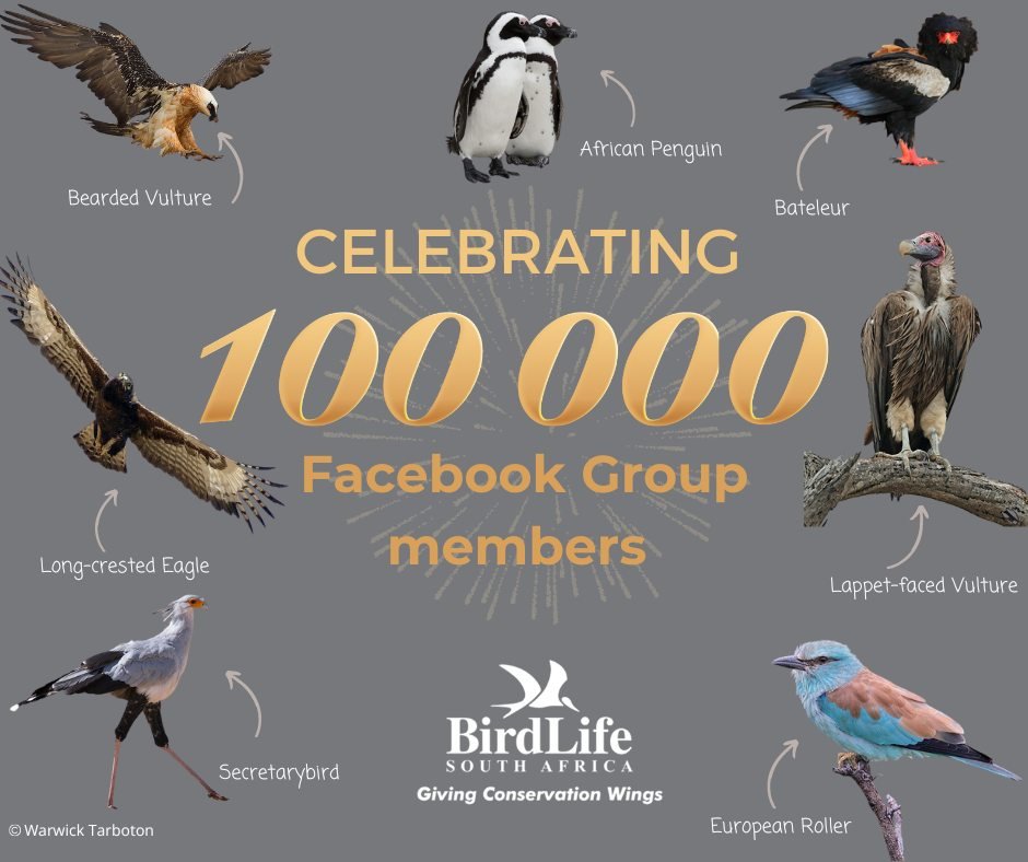 BirdLife South Africa now has 100 000 Facebook Group members. If you haven't joined us already, give us a chirp at facebook.com/groups/BirdLif… @BirdLife_SA
