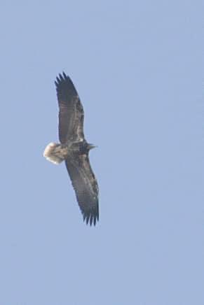 MadhuriXD2000's tweet photo. @kirola_hemant Egyptian Vulture
Seen from my window
At Vile Parle East, Mumbai Maharashtra
November 2020
#IndiAves #ThePhotoHour
#WindowBirding https://t.co/w49hrsjZ4J