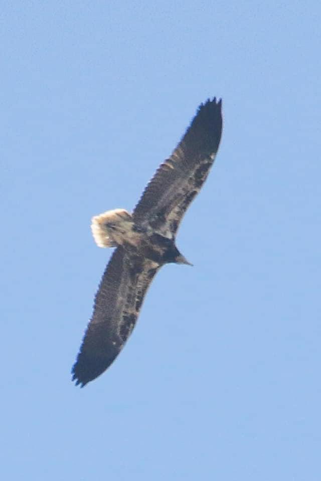 MadhuriXD2000's tweet photo. @kirola_hemant Egyptian Vulture
Seen from my window
At Vile Parle East, Mumbai Maharashtra
November 2020
#IndiAves #ThePhotoHour
#WindowBirding https://t.co/w49hrsjZ4J