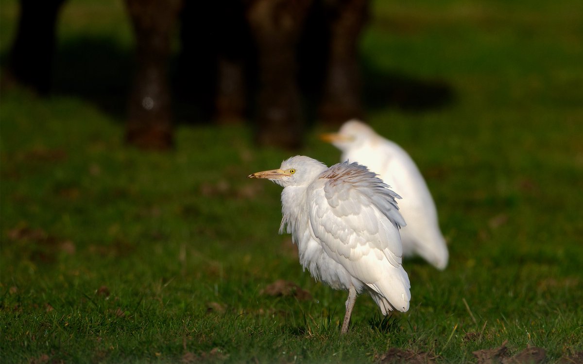 Cattle egrets 15/03/24 Norfolk @BBCSpringwatch