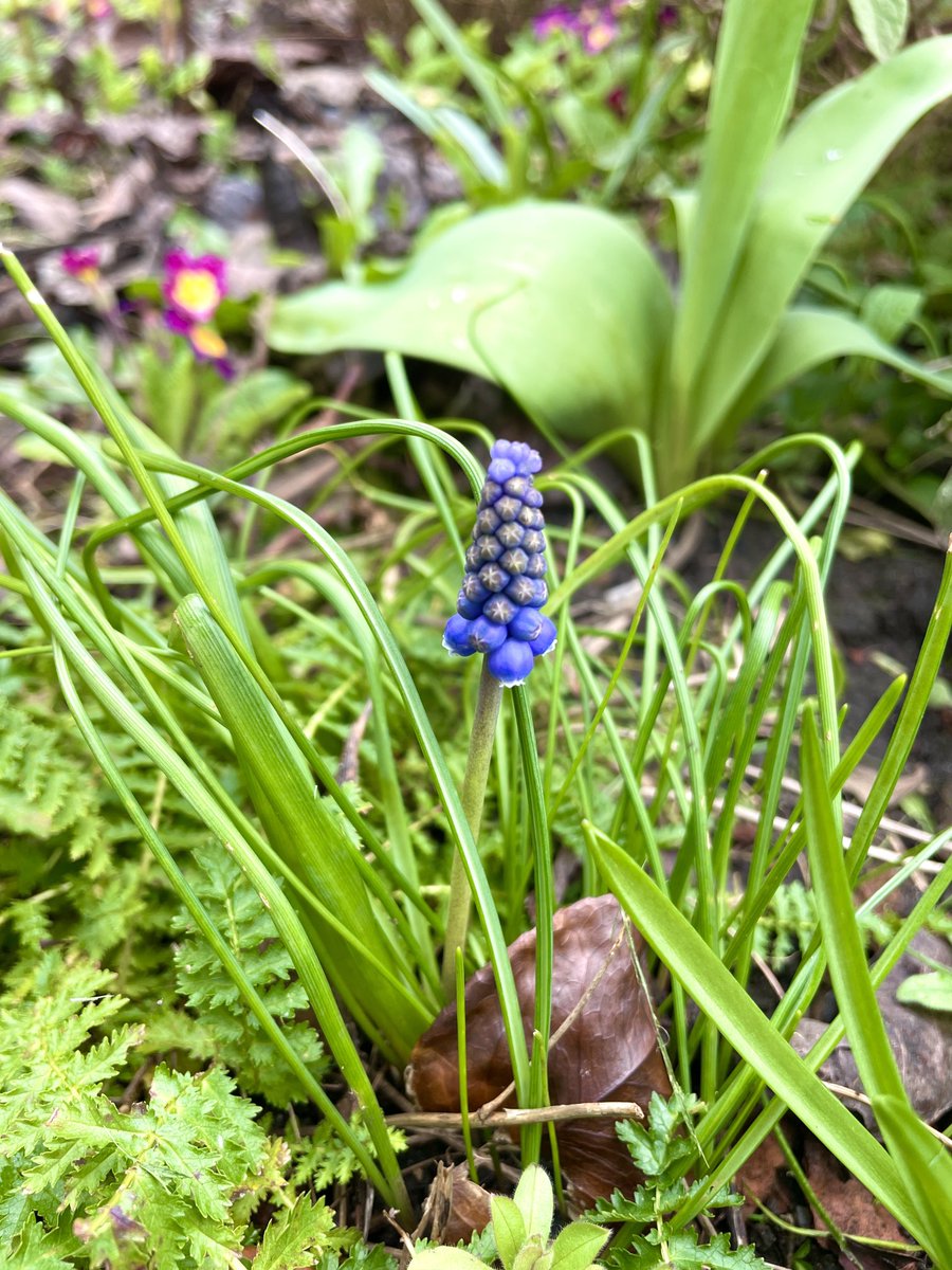 First bluebells are in bloom.. 😍🥰💙 #SummerIsComing