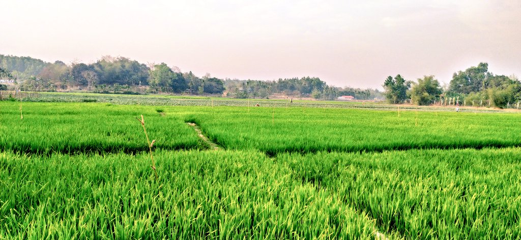 #NatureIsPulchritudinous
Have a look this good - looking paddy fields located in #BangladeshUkhyaCox's Bazar, #Pholiapara beside the largest #RefugeeCamp, it still remaining me those paddy fields we cultivated in my motherland (#Arakan)
#HopeForFuture
#NaturalPaddyField