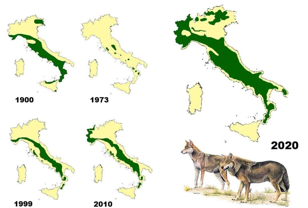 Wolf distribution in Italy from 1900 to 2020