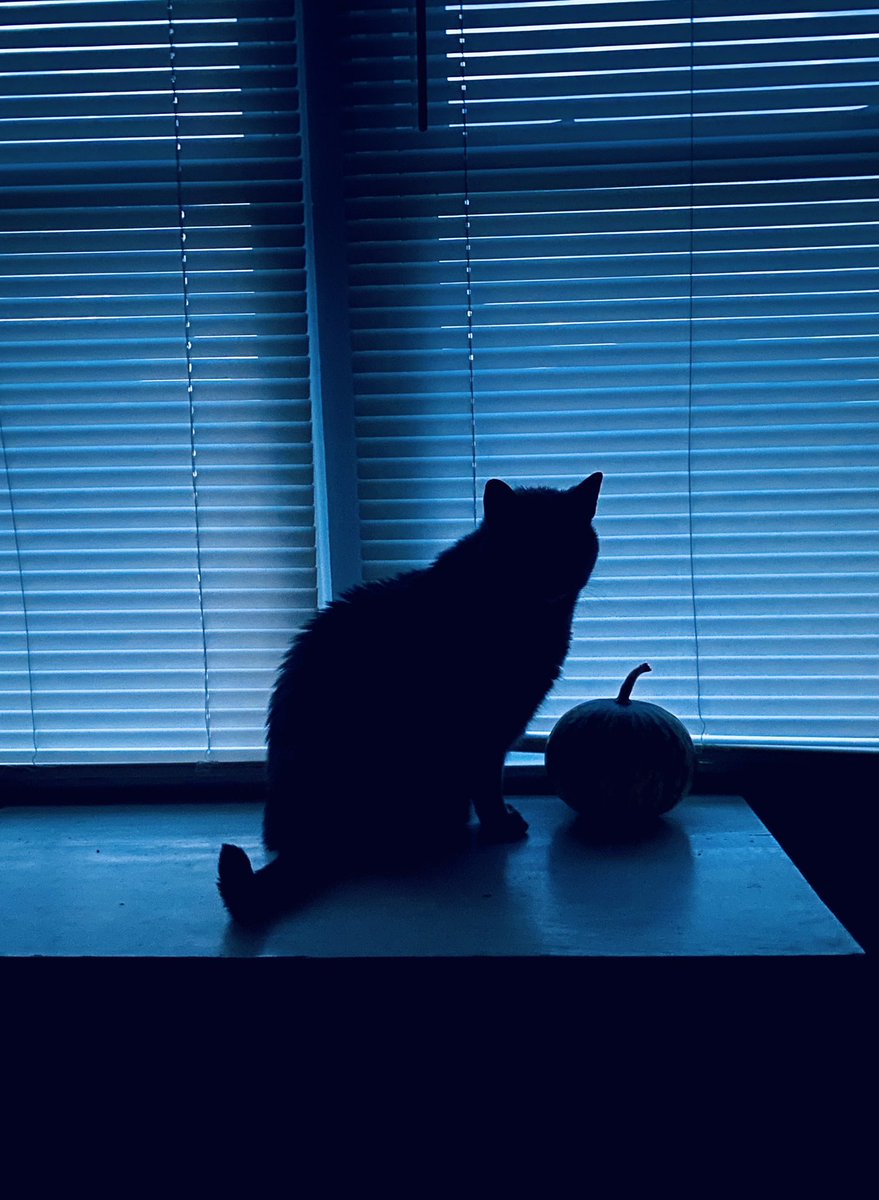 Pre-Dawn Bluebell with gourd 
#SaturdayCaturday #Episcocats #Episcopal #njcats