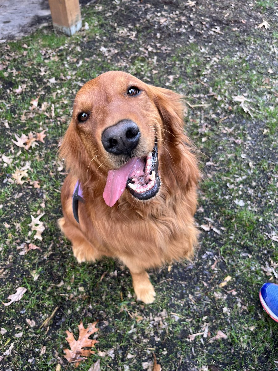New pup Mya living it up! #weekendsmiles <a href="/GoldretrieverUS/">Golden Retriever Channel</a>
