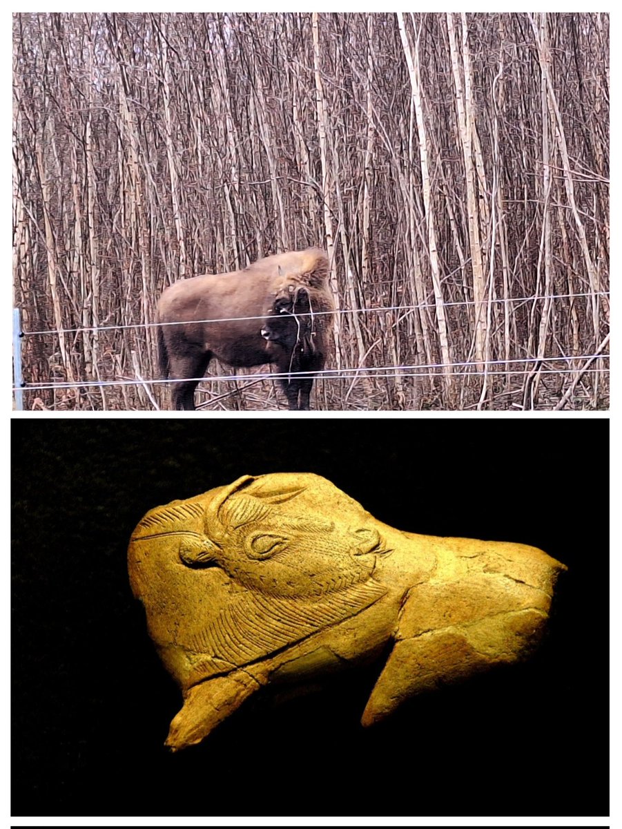 Dr Marta PerezFernandez tweet media