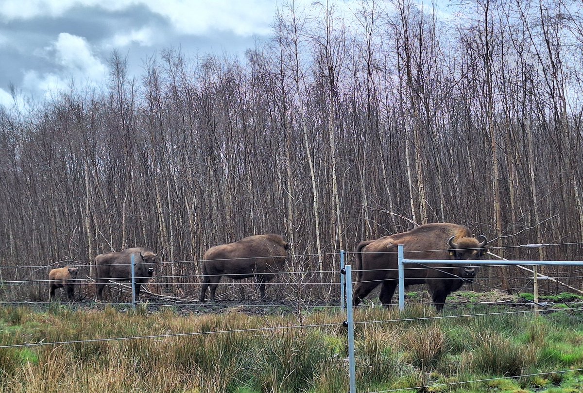 That time of the year again, heading off to Wildwood to change the pollen traps. It was a very wet and soggy day but greatly improved by the sighting of the bisons. So beautiful and majestic. One of the females reminded me of one of my favourite Paleolithic art.