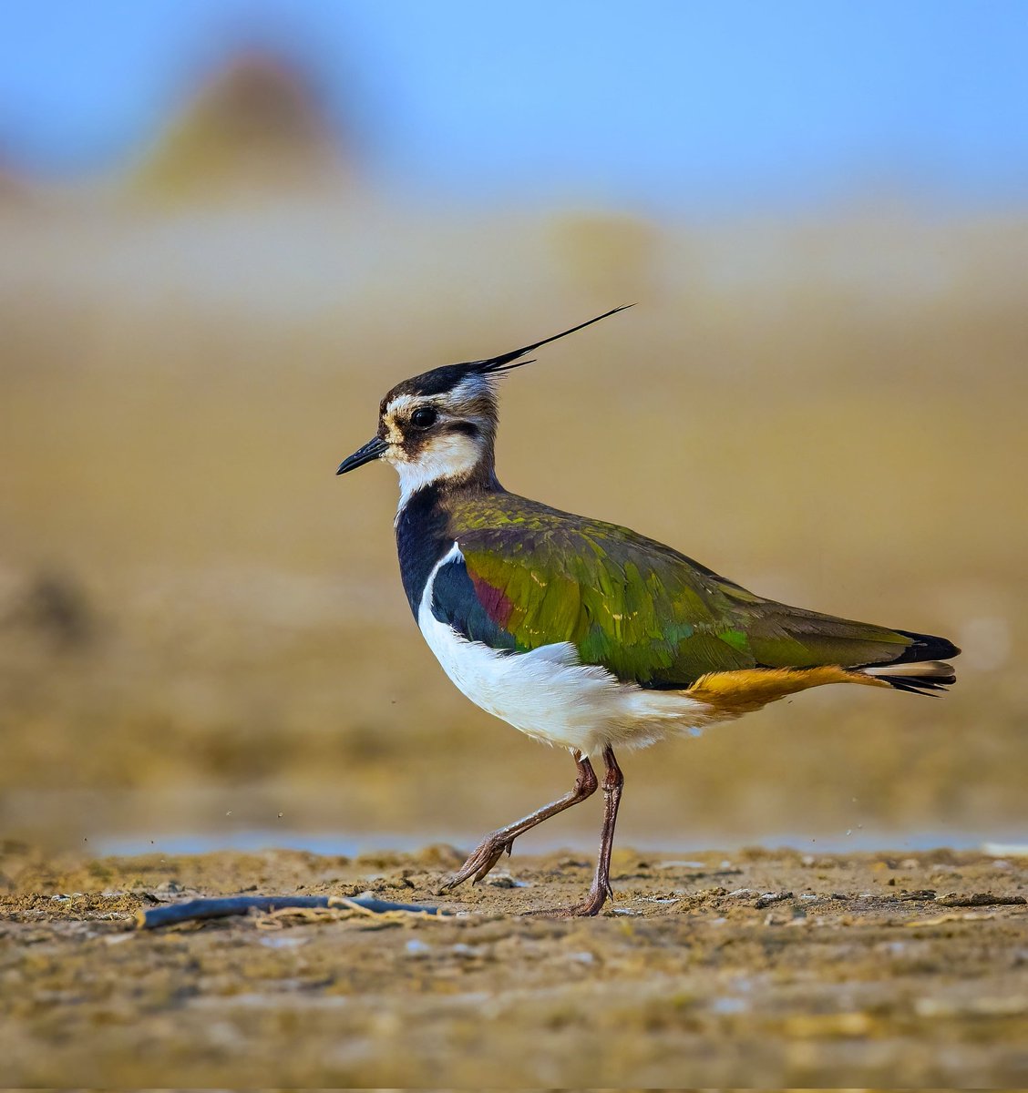 National Bird of Ireland, and a beautiful winter migrant to India. 

•••Northern Lapwing•••

#birdphotography #BirdTwitter #NaturePhotography #birdsofindia  #TwitterNatureCommunity  @IndiAves