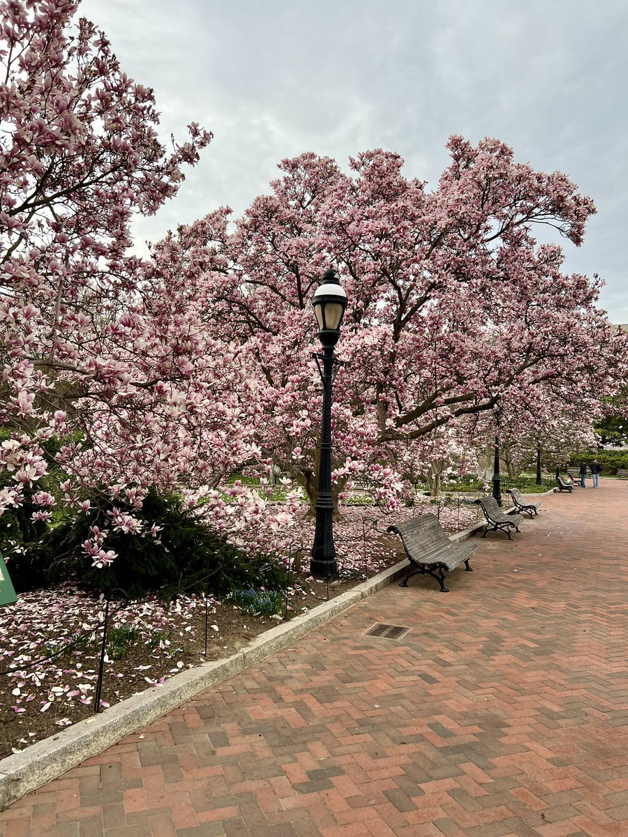 🌸 Magnolia Update 🌸 The saucer magnolias are past peak bloom. The trees are at the stage where the blooms are starting to fade and the tepals are falling to the ground. 🩷 #SmithsonianGardens #MagnoliaMadness #PublicGardens #BotanicGarden