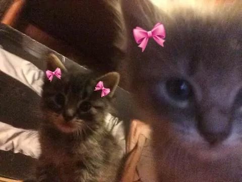 #anitwt let's be mutuals🧍🏻‍♀️🆙 homophobic &amp; anti harshword dni😾💢 if u d🅾️n't mind, help rt/like yyaa thankies! <33🌷