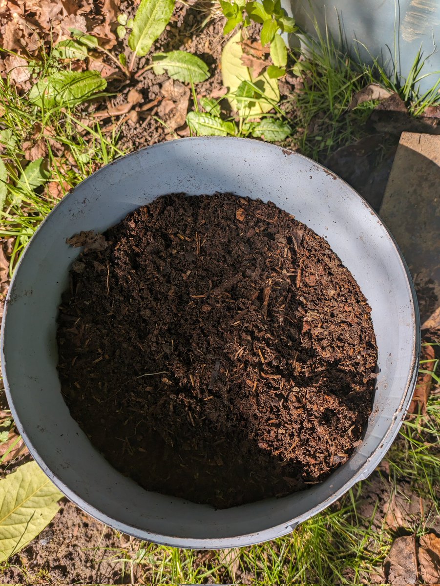 mudcakesandwine's tweet photo. I am not great at compost but managed to get five buckets out. Has made me very determined to do more of this and get good at it. https://t.co/qi8HFSwD0T