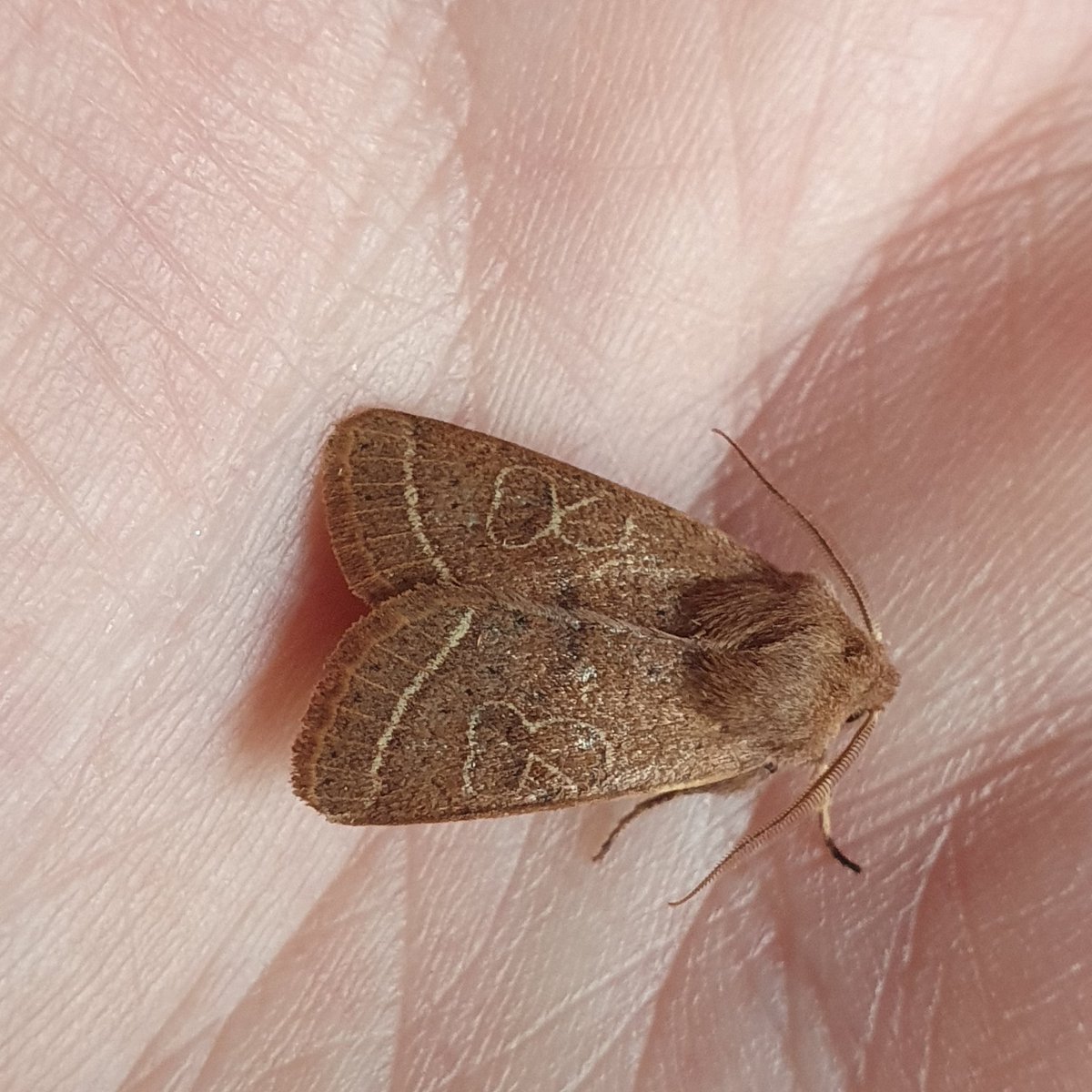 Third time lucky 🥳 #GardenMothScheme