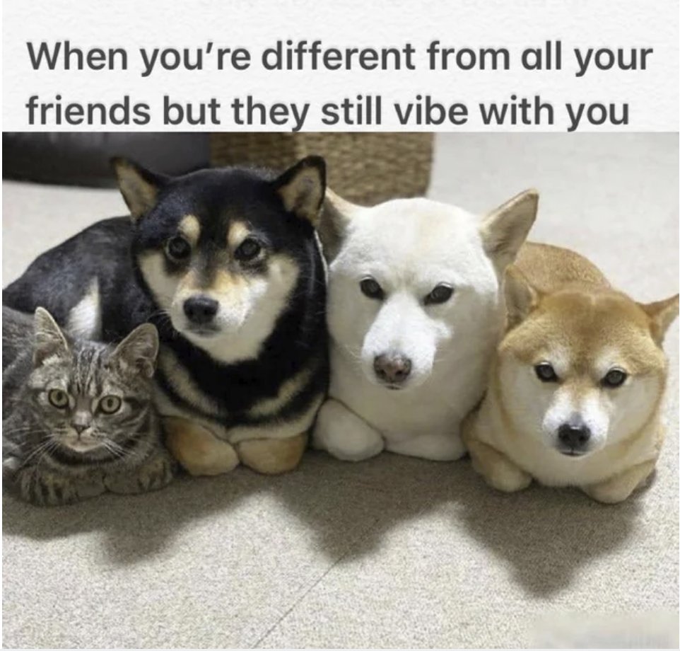 Respectful Memes (@respectfulmemes) on Twitter photo 