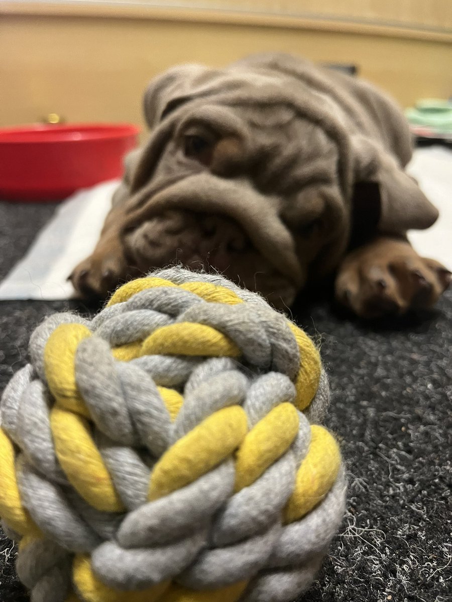 cozyhann_'s tweet photo. My player 2 has his own shop and there’s a dog groomers next door. On Saturdays, when I come up to the shop with player 2, I dog sit the dog groomers dog for the day.

Meet Frank, 10 weeks old. English Bulldog 😍😍😍

#dogsit #doggroomer #englishbulldog #puppy https://t.co/Vl7jz3g7HO