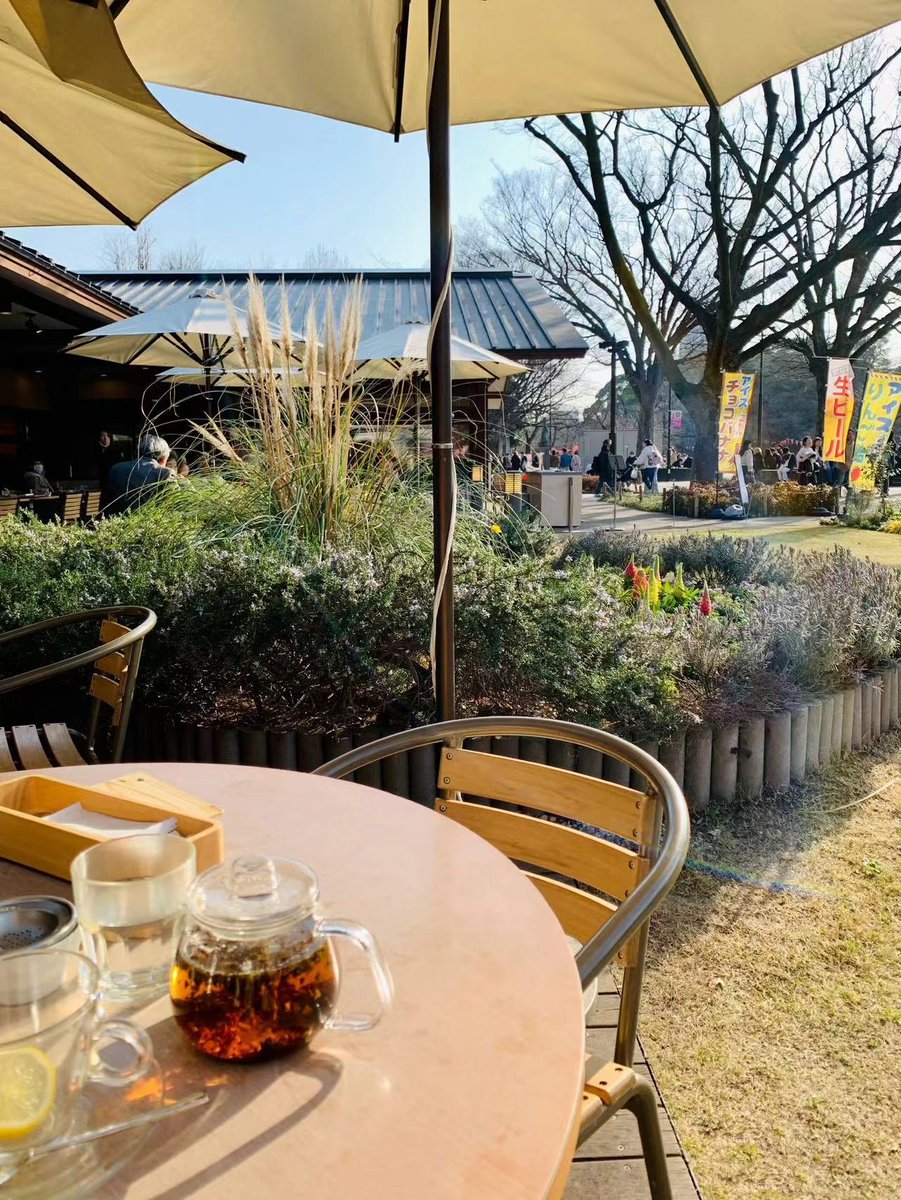 MysticModem's tweet image. ひと足お先のお花見散歩🚶‍♀️😌
早咲きの桜が🌸😊
春のお知らせ🌱🍃🌷
春が来たことを実感できます🍃🍰☕️🌼 #桜 #上野公園