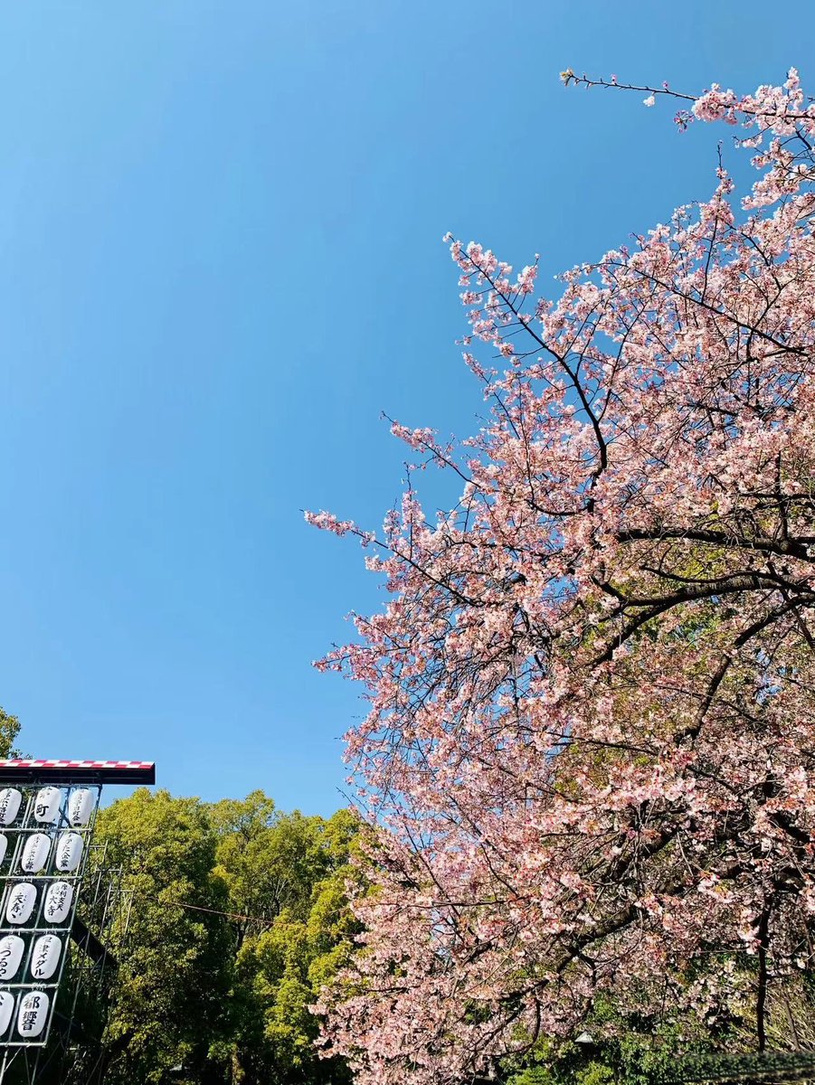 MysticModem's tweet image. ひと足お先のお花見散歩🚶‍♀️😌
早咲きの桜が🌸😊
春のお知らせ🌱🍃🌷
春が来たことを実感できます🍃🍰☕️🌼 #桜 #上野公園