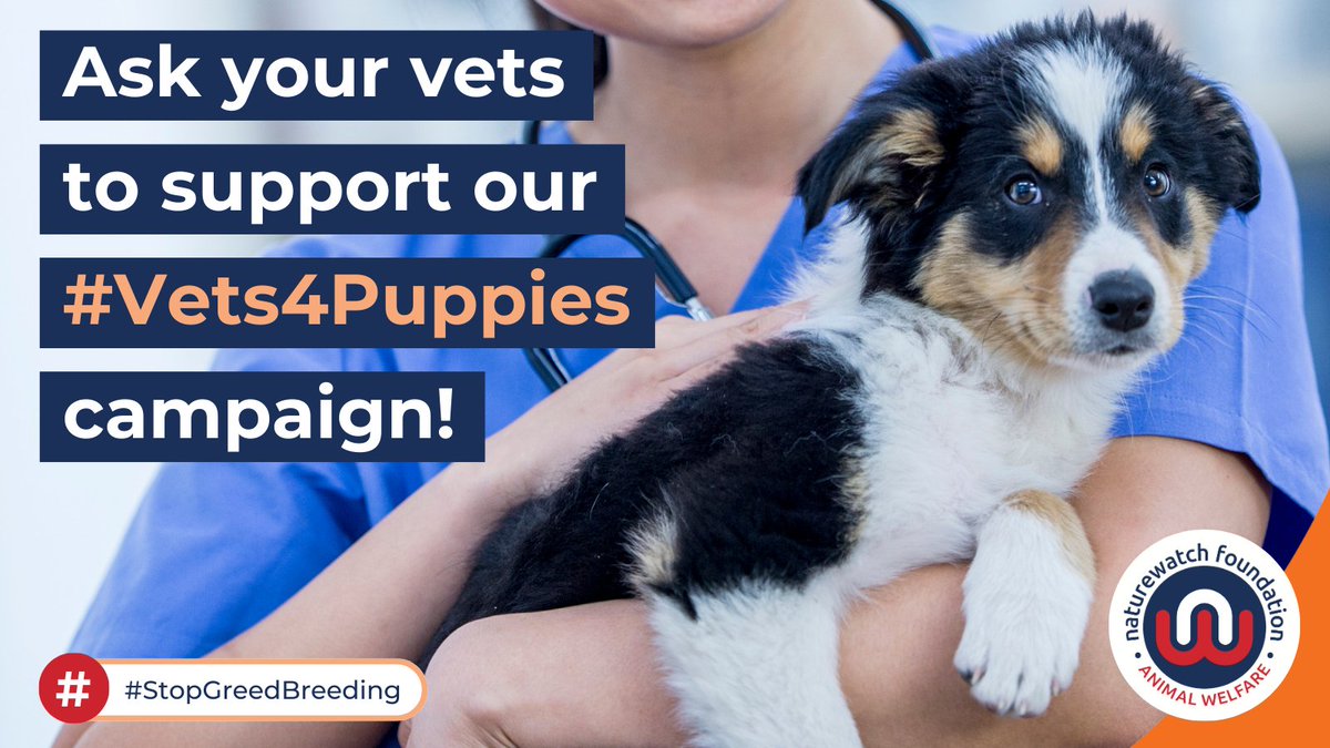 If you visit a vet practice, why not ask them to get involved in our #Vets4Puppies campaign?

Ask them to email vets4puppies@naturewatch.org and we we'll send them a FREE puppy farming information pack to use in their practice.

#StopGreedBreeding