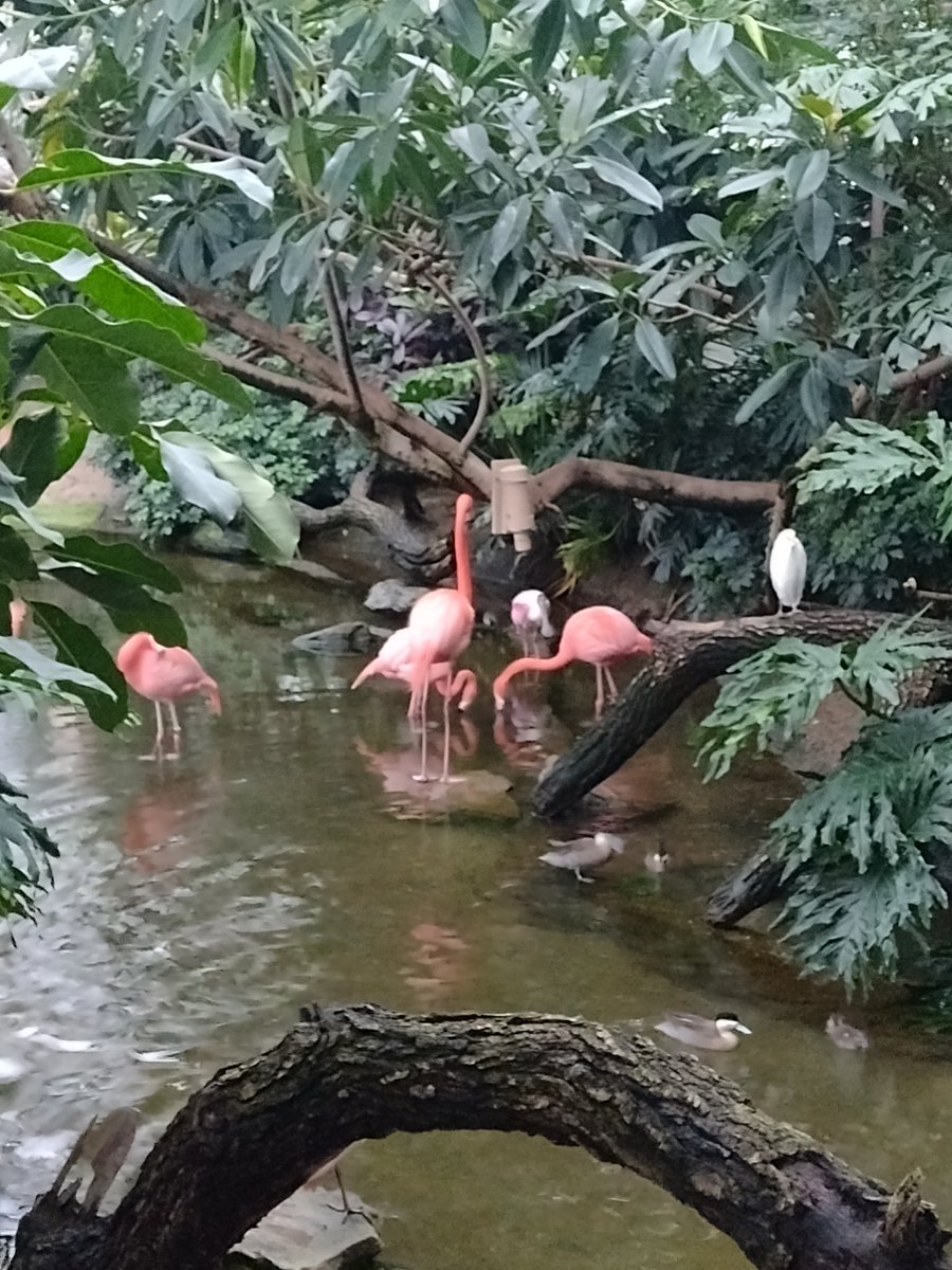 Wonderful evening dinner music and networking @MIHRAfoundation last night @SaketkooMD @LatikaGupta_ @antoniamariav @karolinskainst ... even the flamingos were in collaborative spirit .... #GCOM2024