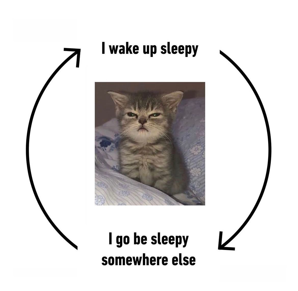 😹😹😹
.
.
.
.
.
.
#FunnyMemes #CatMemes #FunnyCatMemes #CatParent #CatParents #CatOwner #PetOwner #PetOwners #CatLover #CatLovers #FelineLovers #PetLovers #CatOwners #PetMemes #FunnyPetMemes #CatCompanion #CatObsessed #CatObsession #Sleepy #SleepyCat #CatSleep #CatSleeping