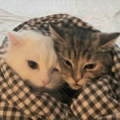 PunchingCat's tweet photo. https://t.co/v6JcdkEDeS