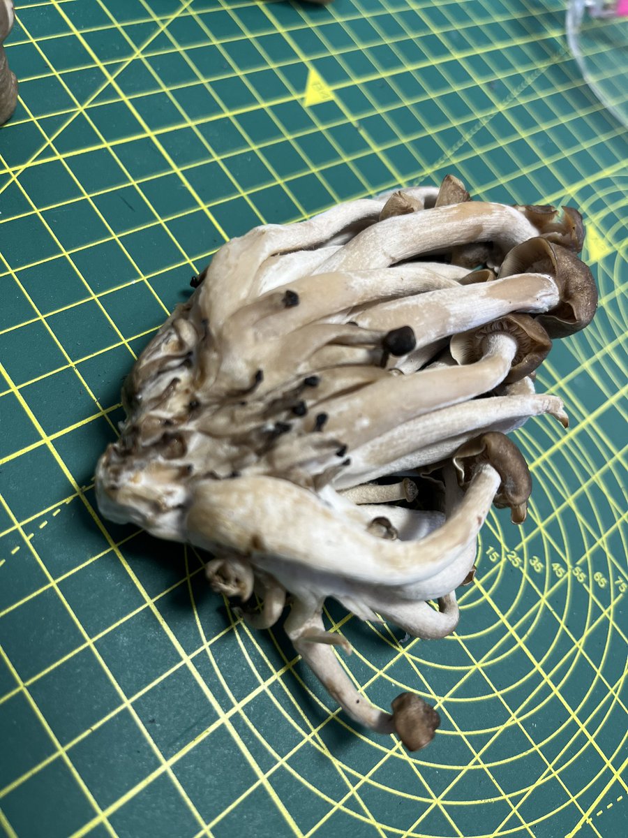 kerry_truman's tweet image. EPIC… can’t say I have ever #vacformed a banana.. haha.. but I have done some fun things.. mushrooms being amongst them.. followed by alginate casting for a plaster mould..!? #dtchat #makingstuff 💪
