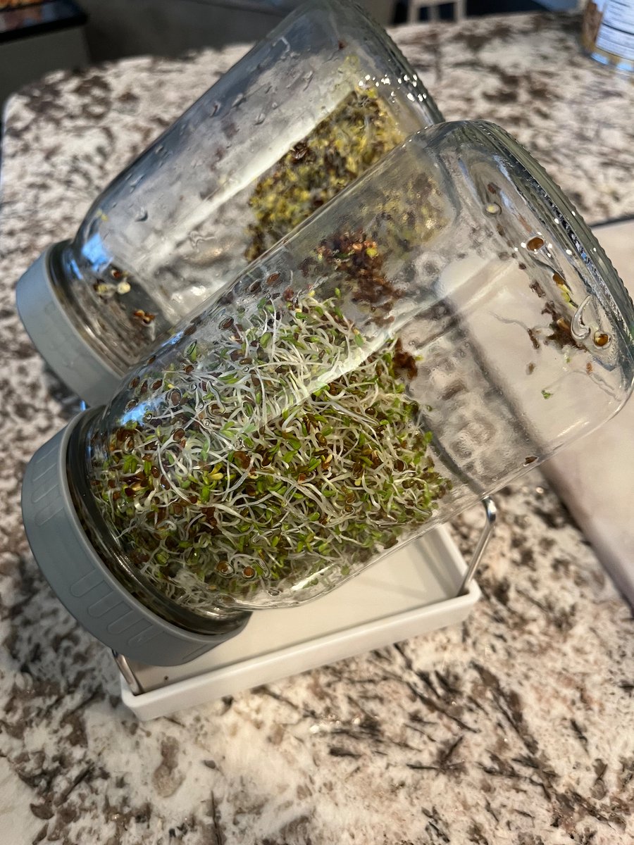 RachelVT42's tweet image. How it’s going versus how it started.

#sprouting #ALFALFA