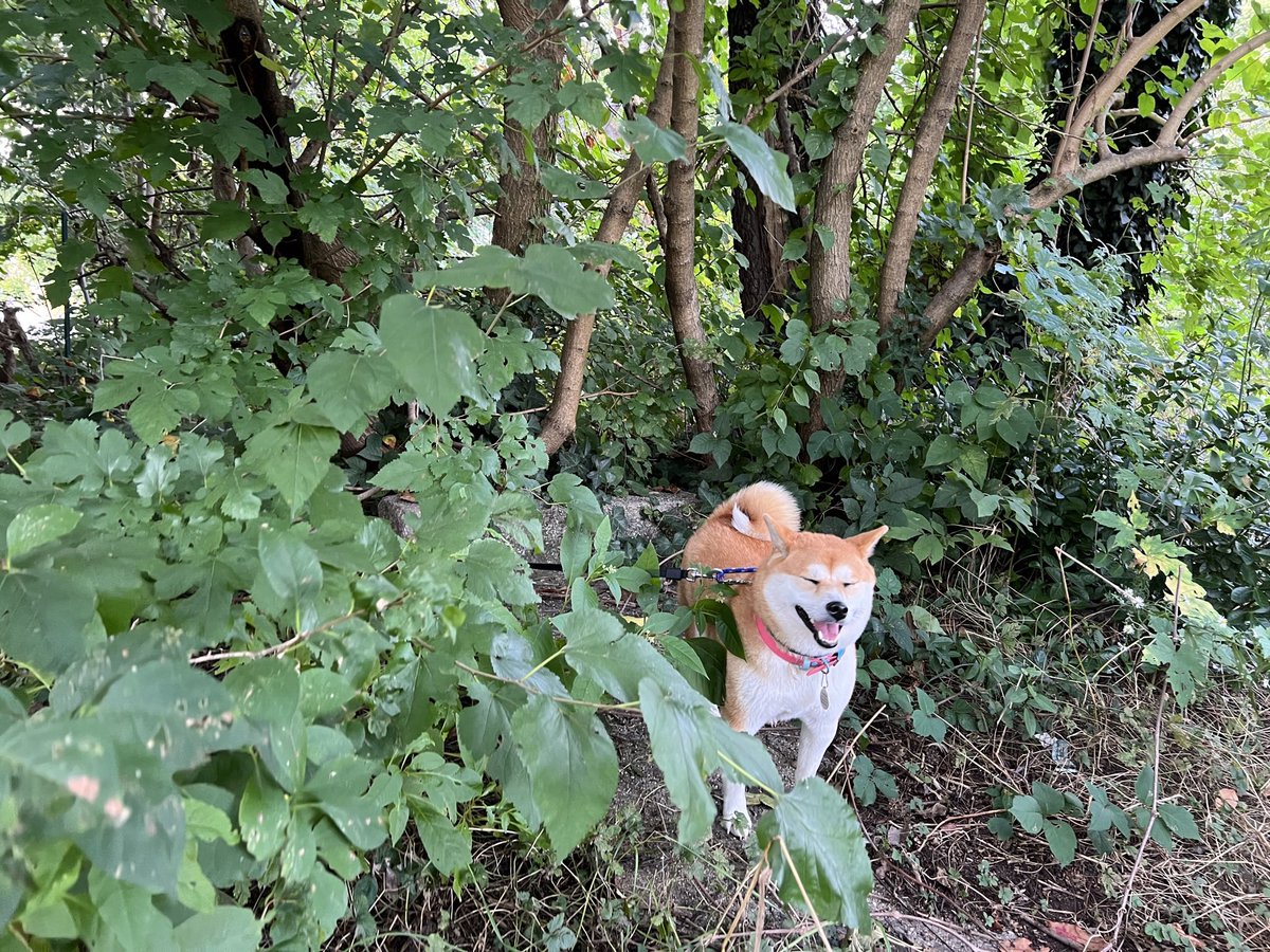 我爱动物，但毫不同情作为恐怖分子的人类，因为动物不会有意虐待和滥杀无辜。可以说恐怖分子禽兽不如。