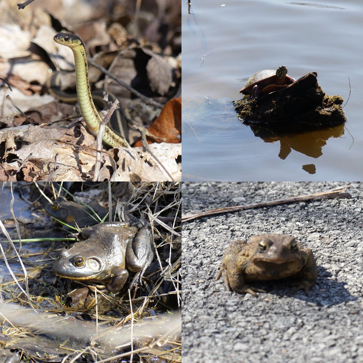 Warmer temps bring out reptiles & amphibians on the trail. If they're slow, they might be coming out of hibernation. Please give them space. In Ohio, they're active around 50-60°F. Thanks to Diana Bowers for the pics! #MarionTallgrassTrail #LoveYourMCPDParks #wildlife #Ohio