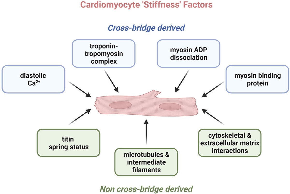 AJP-Heart and Circ (@ajpheartcirc) on Twitter photo Review by Janssens et al. <a href="/UniMelbMDHS/">UniMelb MDHS</a> characterizes the concept of cardiomyocyte stiffness and develops an interpretation of “stiffness” attributes at the cellular and molecular levels. ow.ly/C8gf50QUkZN
#MyocardialStiffness Review by Janssens et al. <a href="/UniMelbMDHS/">UniMelb MDHS</a> characterizes the concept of cardiomyocyte stiffness and develops an interpretation of “stiffness” attributes at the cellular and molecular levels. ow.ly/C8gf50QUkZN
#MyocardialStiffness