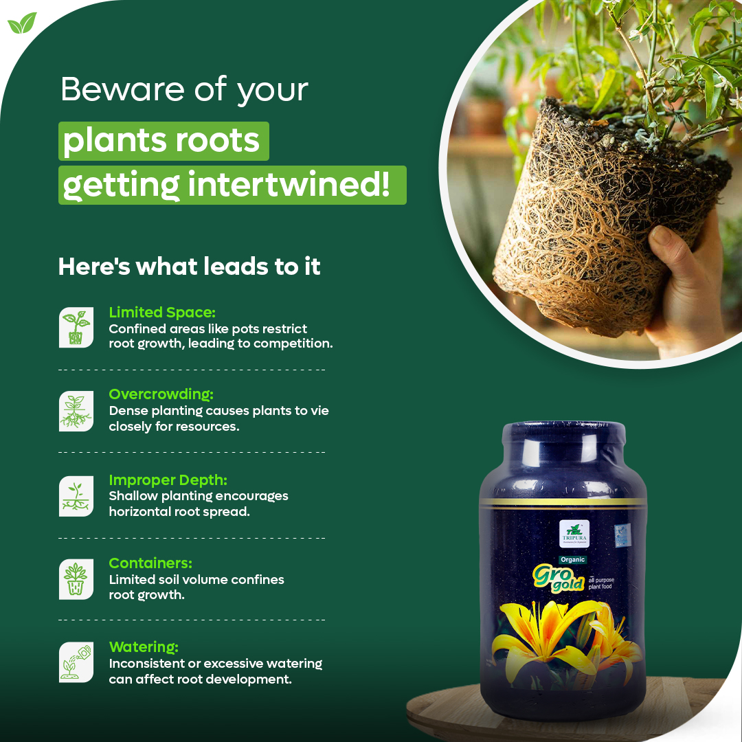 Concerned about tangled roots in your garden? Limited space and overcrowding can hinder plant growth. With Tripura GroGold's specialized nutrition solutions, your plants can thrive, even in tight quarters. 
#gardeningtips #healthygarden #WIPL #ElectionCommission #plantgrowth