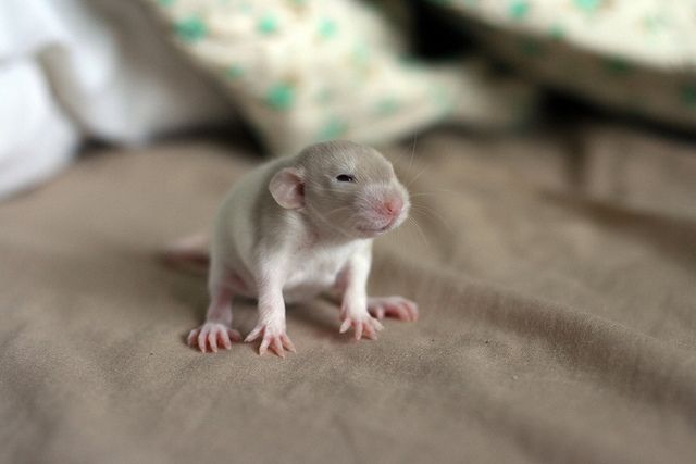 Rats Make Me Happy (@ratsmakemehappy) on Twitter photo 2024-03-16 12:18:36