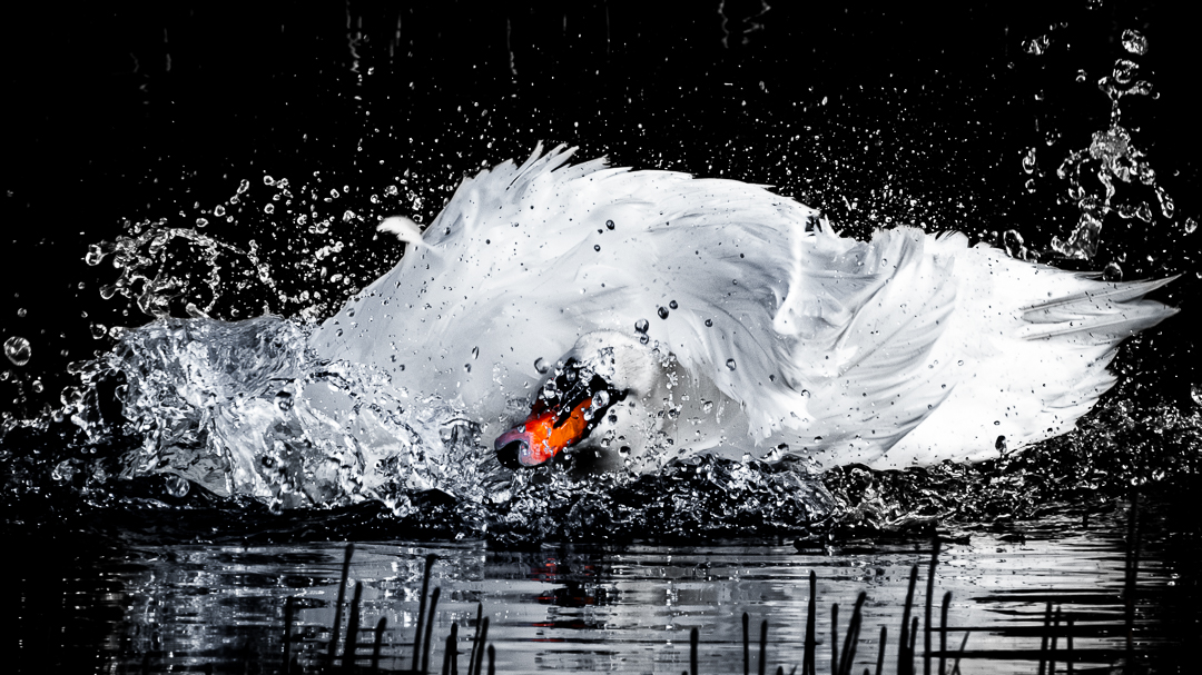 Bird bath! 🦢

#swan #muteswan #nature #wildlife #birdphotography #waterford #ireland
