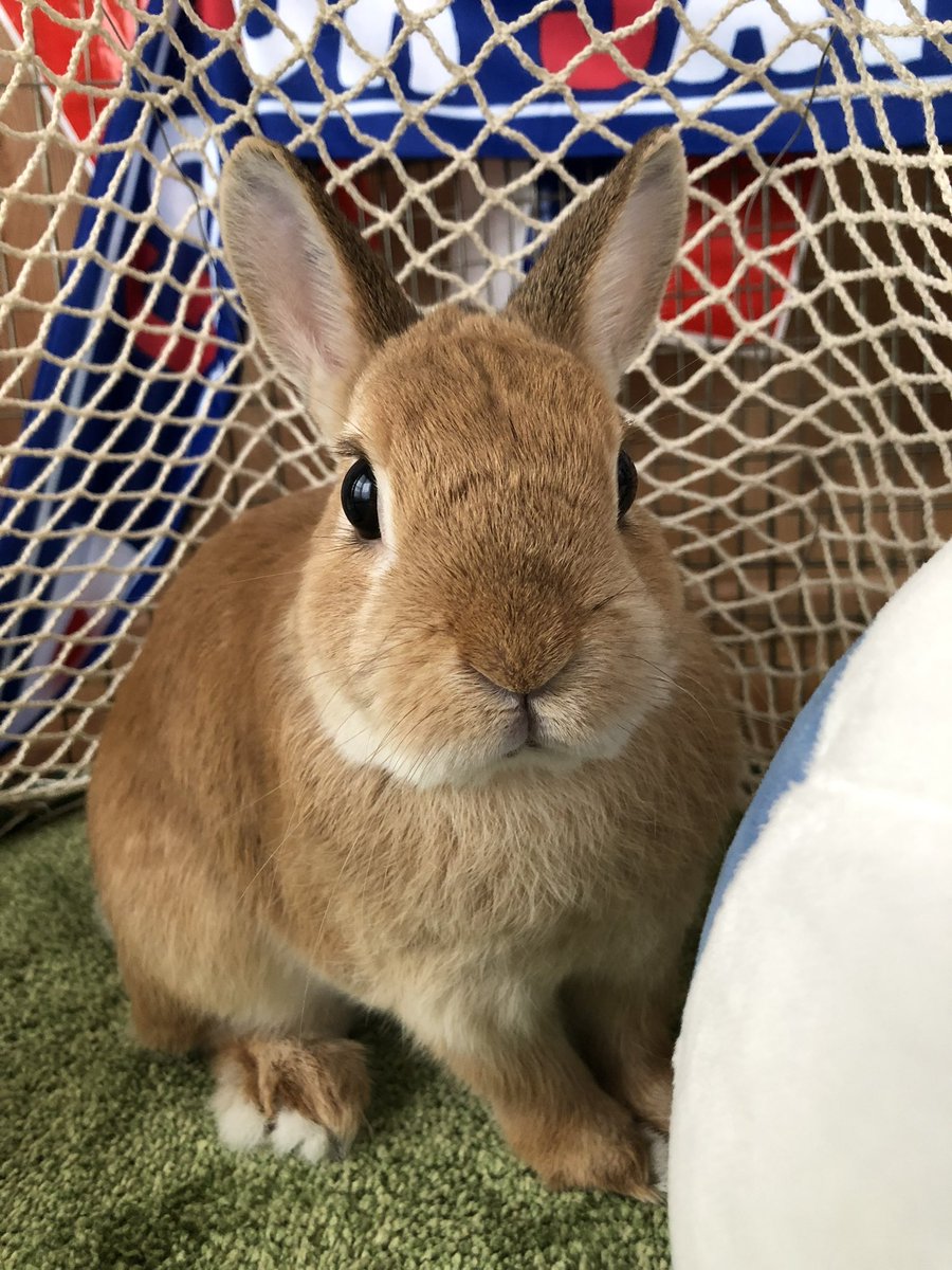 サッカーバニー⚽ティーティくりん tweet media