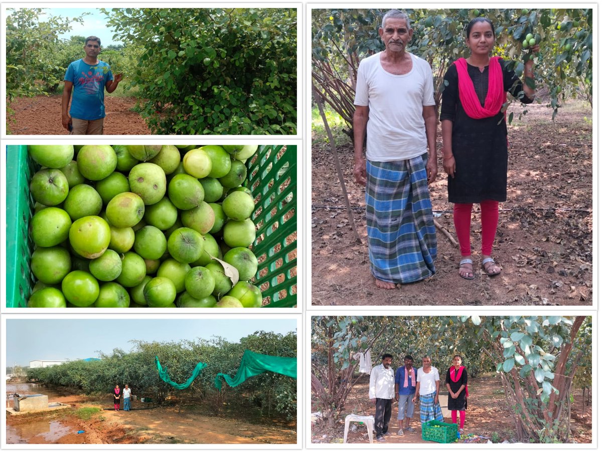 PDATMAKNR's tweet photo. రైతు విజయ గాథ:-ఆపిల్ బేర్ సాగు చేస్తూ అధిక లాభాలు పొందుతున్న కొత్తపల్లి మండలంలోని బద్దిపల్లి గ్రామానికి చెందిన రైతు శ్రీ. వైద తిరుపతి గారు.@Collector_KNR https://t.co/rGlOpULzmj