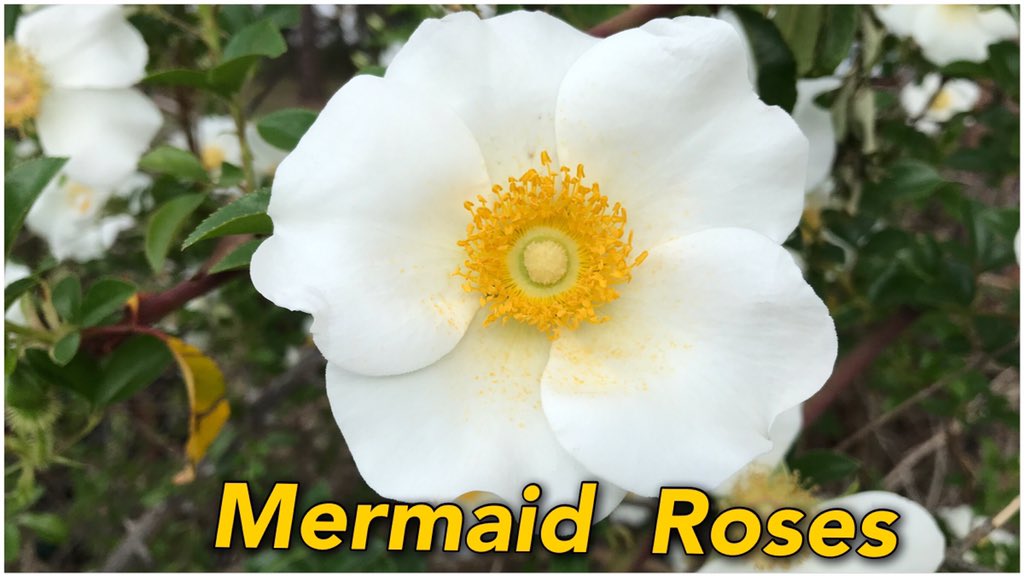 Alion_Unleashed's tweet image. A close up look at our Mermaid Roses that are now in full blossom!

#rose #climbingrose #heirloom

youtu.be/EL8QnV_rXOA?si…