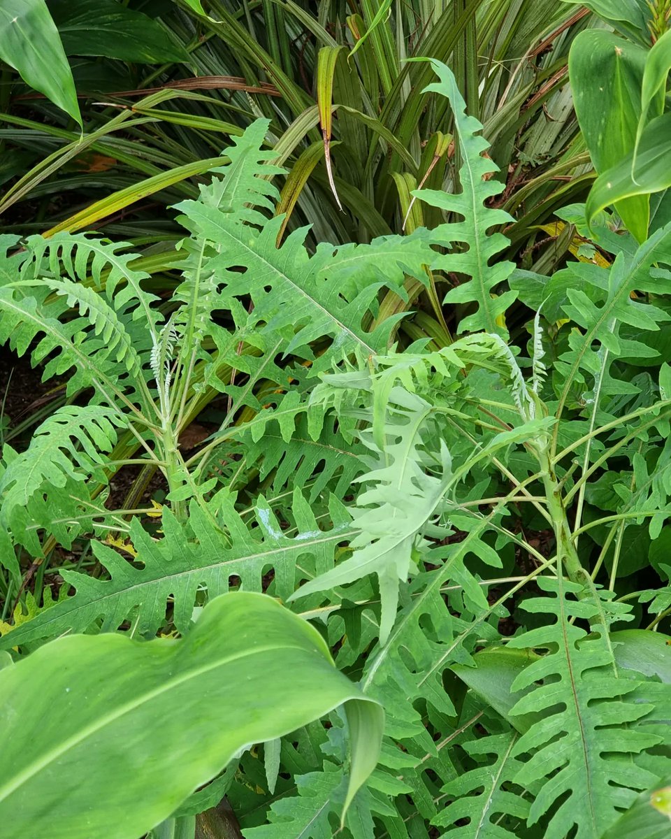BobMehen's tweet photo. Sonchus palmensis. I wasn't sure how tough this plant was, so dug up one to keep in the greenhouse. Frost burnt the other to the ground, but i'm happy to see new shoots from the base. @MikesRarePlants #Sonchus #exotics #junglegardens #Cornwall #RoselandParc https://t.co/PU4wWvaA4Y