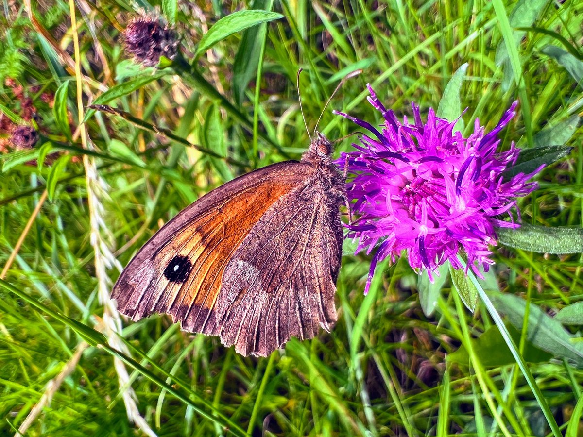 #commonbrownbutterfly #britishbutterflies on a #thistle #mocrophotography #closeupphotography #naturephotography #photography #butterfly #photography #photooftheday #photographer #photographylovers #photographers