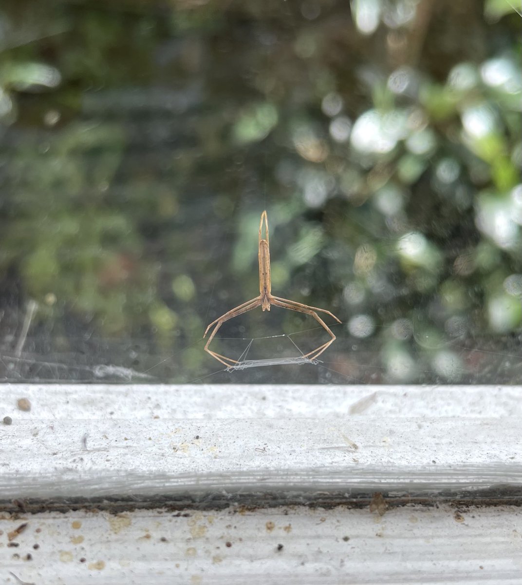 Teeny-weeny net-caster #spider waiting for its miniature prey #lovespiders 😎