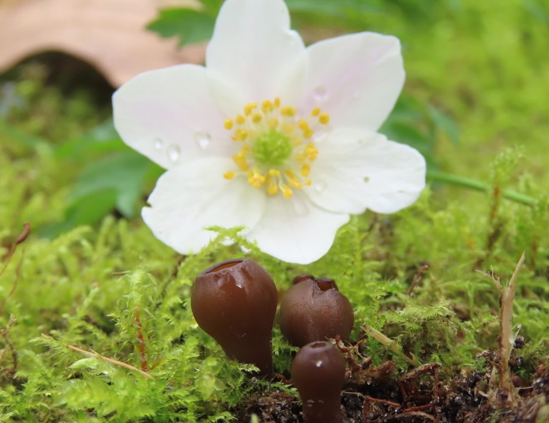 Excursie voorjaarsbloeiers begeleid voor <a href="/glk/">GLK&</a> op landgoed Staverden. Erg kleurrijk #stinze #lente