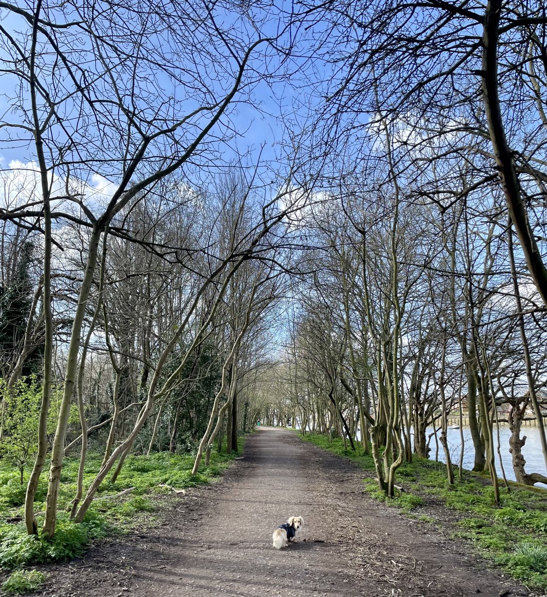 NikiBlasina's tweet photo. London Riviera Dachshund (est. 2019) https://t.co/cZbvoQfXl3