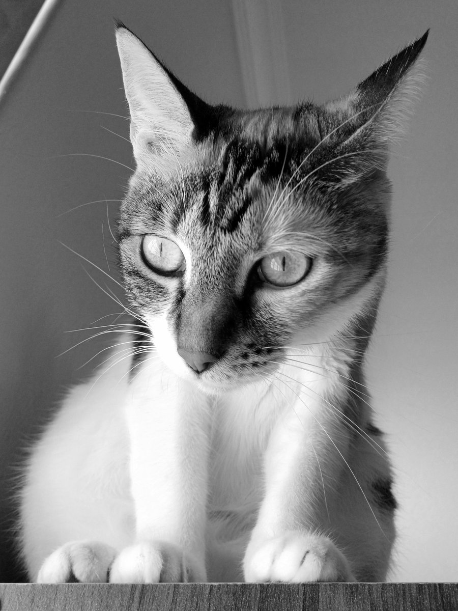 Why not come closer, birdie 😼 

#catsinblackandwhite #caturday #catitude #petphotography #caturdaycuties 

instagram.com/p/C4k0l1aICTR/