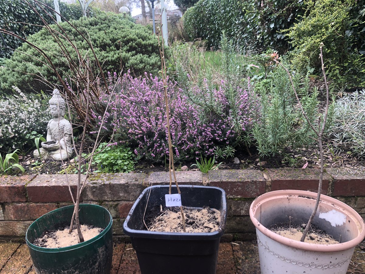 TheProjectBham's tweet image. A few our @WestMids_CA trees in temporary pots before moving into the garden! More being delivered by The Project across our beautiful Brum today making it a greener, healthier place to live! #VirtualForest