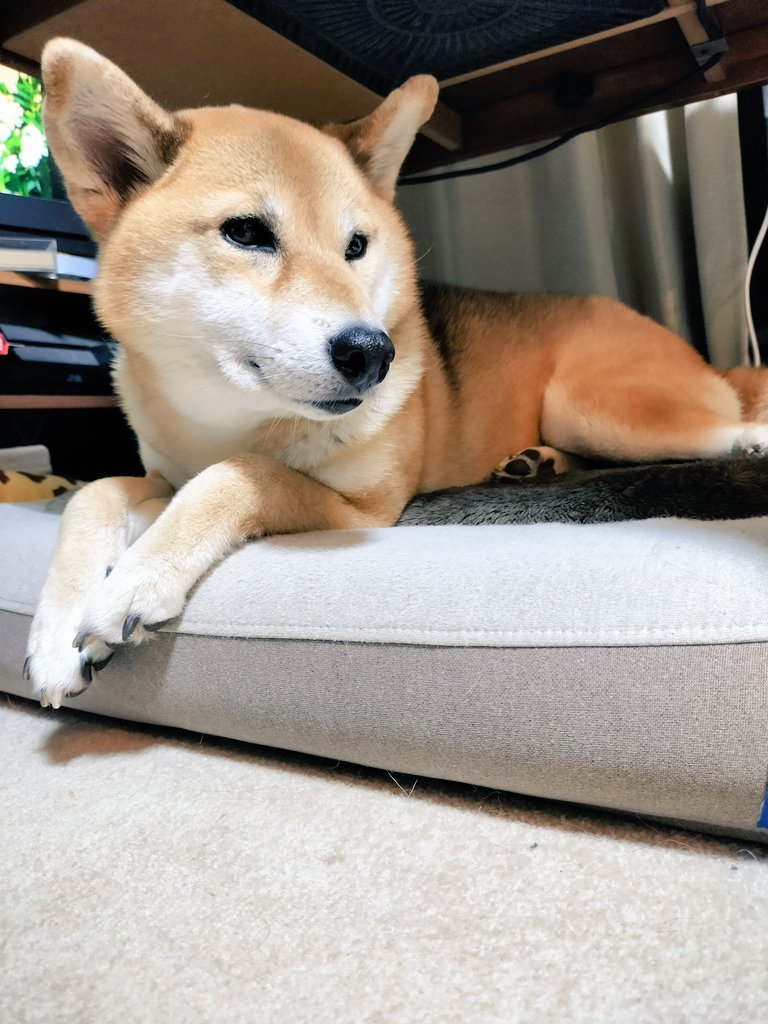 kanade_shiba's tweet photo. 母ちゃんが「かなかわいいね～😍いいね～❤️」ってかめらまんごっこしたです。

#柴犬
#保護犬卒業生
#かなろぐ
#神奈川犬 https://t.co/cwW0bEZVOu