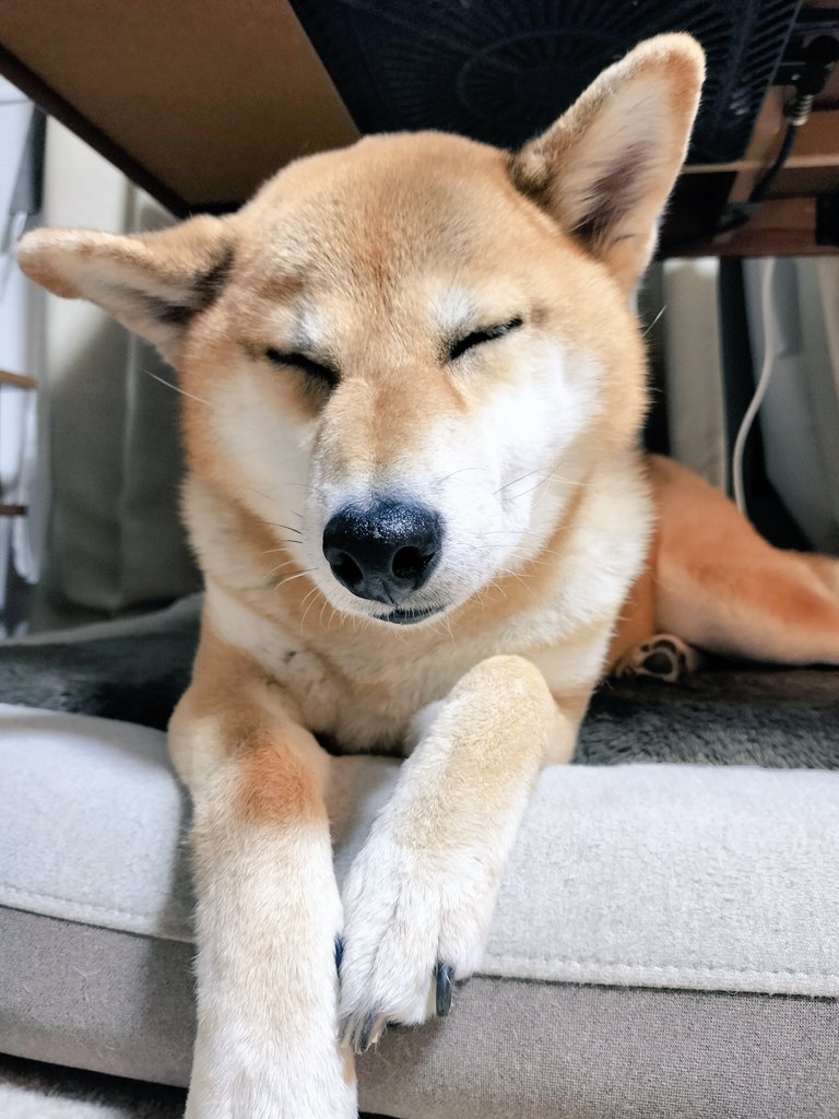 kanade_shiba's tweet photo. 母ちゃんが「かなかわいいね～😍いいね～❤️」ってかめらまんごっこしたです。

#柴犬
#保護犬卒業生
#かなろぐ
#神奈川犬 https://t.co/cwW0bEZVOu