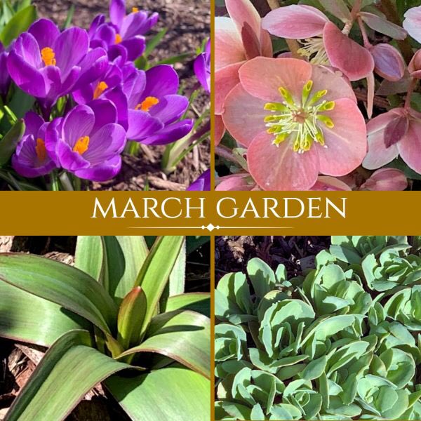 Spring has sprung in my Long Island zone 7b garden. Join me for a tour! Visit: landscapedesignbylee.blogspot.com/2024/03/garden… for the full post. #gardening #gadeningtips #gardenblogger