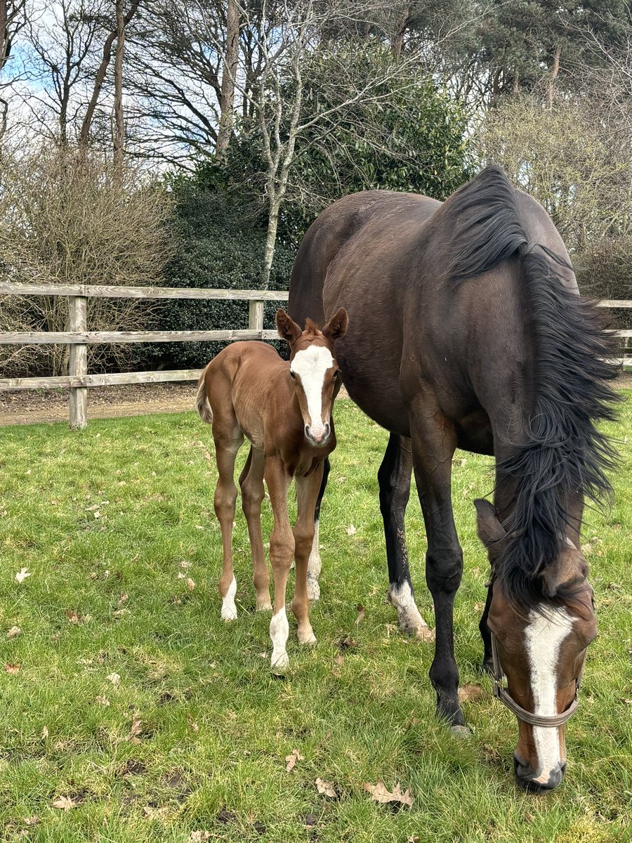 Free Will (Lope de Vega x Free Rein) welcomed a beautifully marked filly by Saxon Warrior @coolmorestud this week. Free Will is a full sister to Group 1 placed MONDEGO.