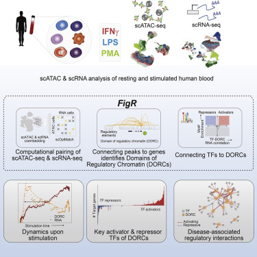 Functional inference of gene regulation using single-cell multi-omics Top cited paper from @CellGenomics - 43 citations hubs.ly/Q02m-KxQ0 @JD_Buenrostro