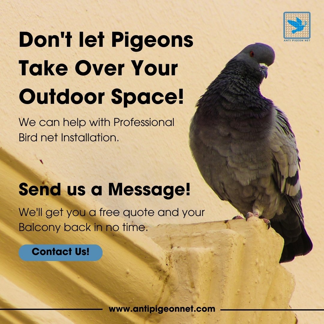 antipigeonnet's tweet image. This pigeon's found a sweet balcony spot, but not for long!   We offer humane bird net installation to keep unwanted feathered friends out &amp;amp; on your balcony.  
DM us for a free quote! #pigeonpatrol #birdnet